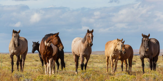 Why Every Riding School Needs Visual Learning Tools